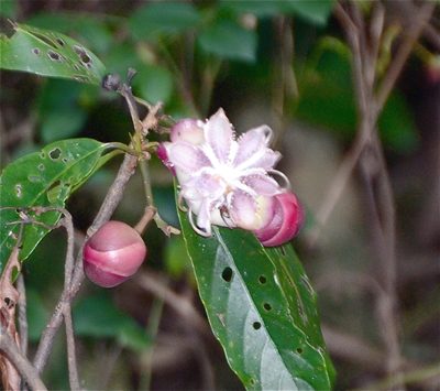 Dillenia excelsa, photographed by Jay Pruett