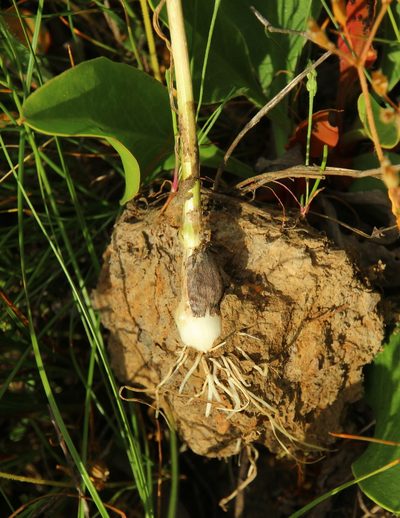 Allium regelianum, photographed by Anton Popovich