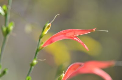 Dicliptera sexangularis, photographed by Center for Urban Ecology