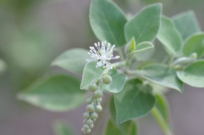 Croton humilis, photographed by Center for Urban Ecology