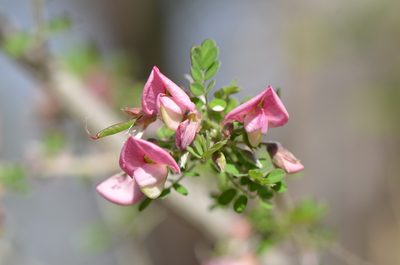 Coursetia axillaris, photographed by Center for Urban Ecology