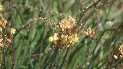 Bulbine frutescens, photographed by Shaun Swanepoel