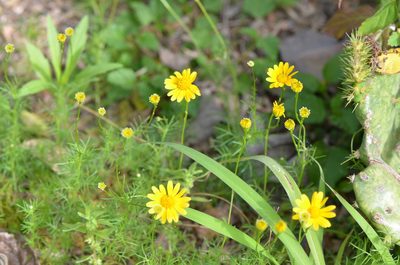 Thymophylla tenuiloba, photographed by Center for Urban Ecology