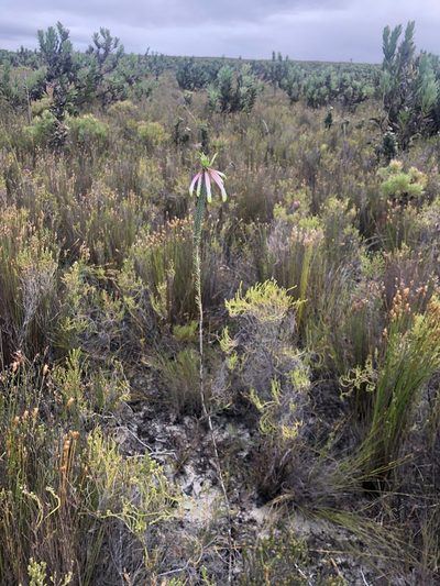 Erica fascicularis, photographed by Charleen Brunke