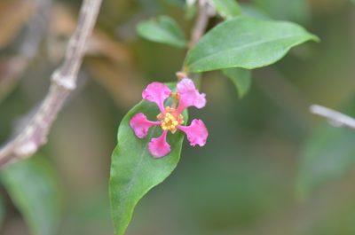 Malpighia glabra, photographed by Center for Urban Ecology