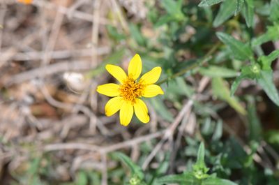 Wedelia hispida, photographed by Center for Urban Ecology