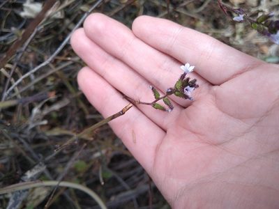 Plumbago pulchella, photographed by Jordi Martínez Martínez