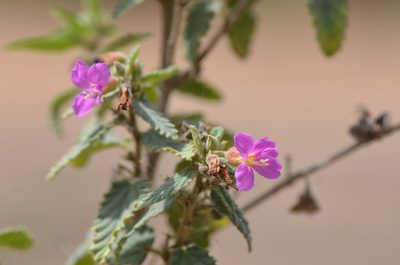 Melochia tomentosa, photographed by Center for Urban Ecology