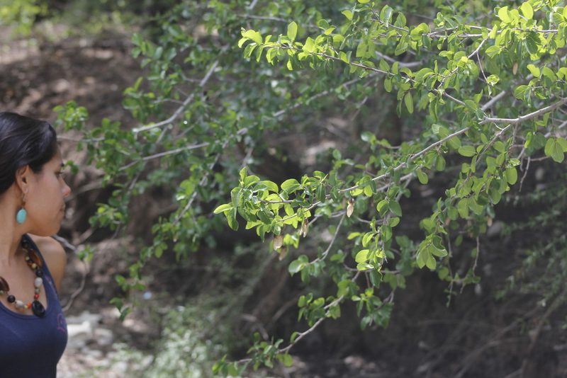 Phyllostylon rhamnoides, photographed by Juan Cruzado Cortés