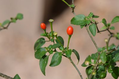 Capsicum annuum, photographed by Center for Urban Ecology