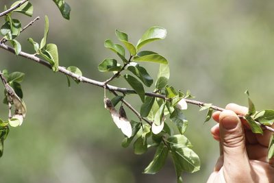 Phyllostylon rhamnoides, photographed by Juan Cruzado Cortés