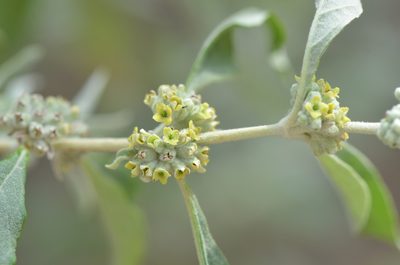 Buddleja sessiliflora, photographed by Center for Urban Ecology