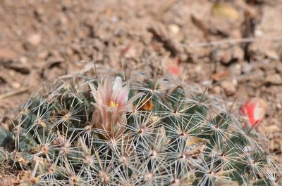 Mammillaria heyderi