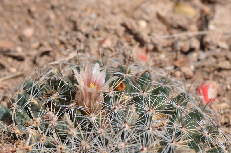 Mammillaria heyderi, photographed by Center for Urban Ecology
