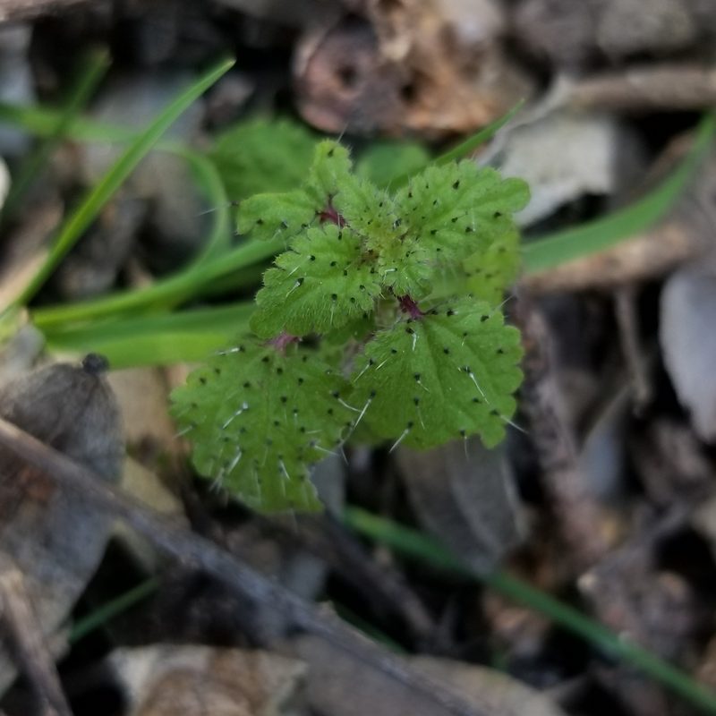 Hesperocnide tenella, photographed by James C. Davis