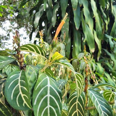 Sanchezia tigrina, photographed by Maria Janeiro
