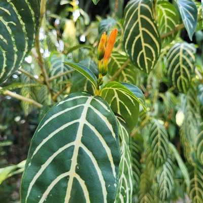 Sanchezia tigrina, photographed by Maria Janeiro