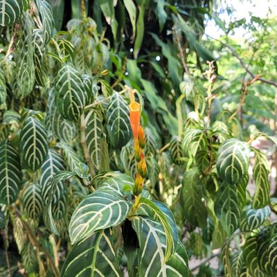 Sanchezia tigrina, photographed by Maria Janeiro