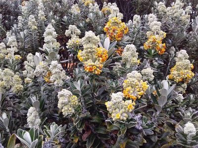 Buddleja coriacea, photographed by Humber Alberto