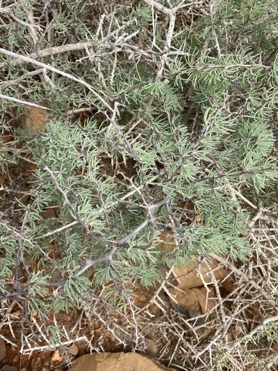 Asparagus pastorianus, photographed by Enrico Tomschke