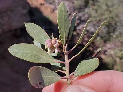 Arctostaphylos pungens, photographed by Samuel A Schmid, PhD, PWS