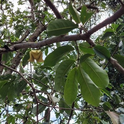 Annona muricata, photographed by Maria Janeiro