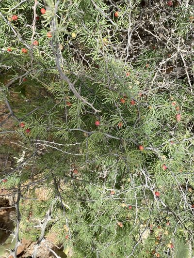 Asparagus pastorianus, photographed by Enrico Tomschke