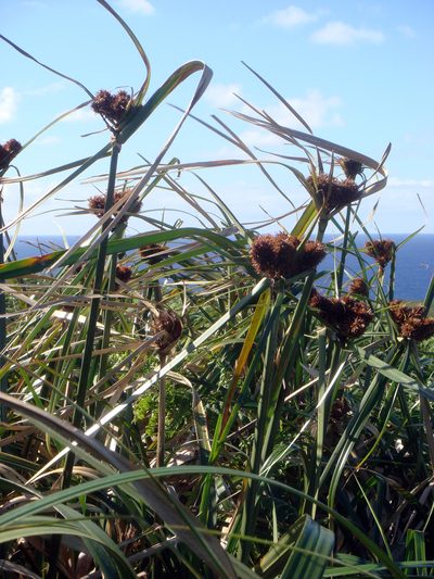 Cyperus insularis, photographed by Peter de Lange