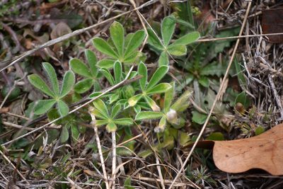 Lupinus subcarnosus, photographed by Wes Copas