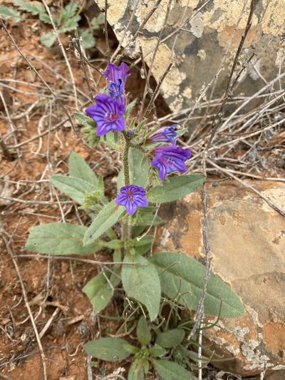 Echium bonnetii, photographed by Enrico Tomschke