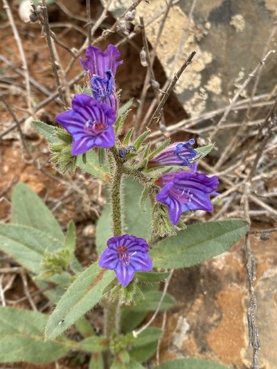 Echium bonnetii, photographed by Enrico Tomschke