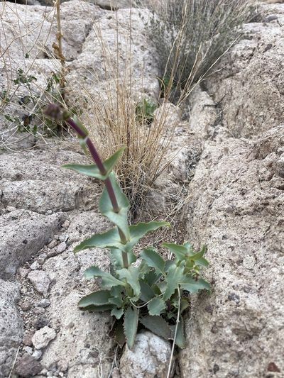 Penstemon bicolor, photographed by Bobby McCabe