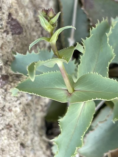 Penstemon bicolor, photographed by Bobby McCabe
