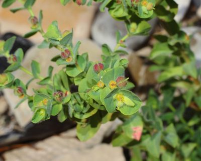 Euphorbia hirsuta, photographed by Anton Popovich