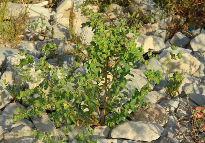 Euphorbia hirsuta, photographed by Anton Popovich
