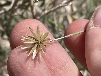 Bebbia juncea, photographed by Bobby McCabe