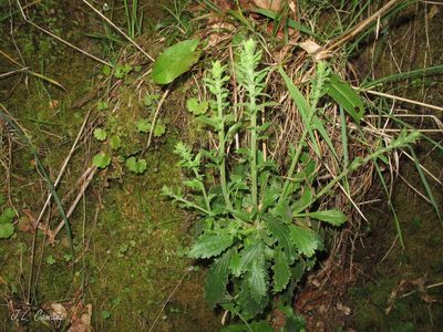 Anarrhinum duriminium, photographed by José Luis Camaño