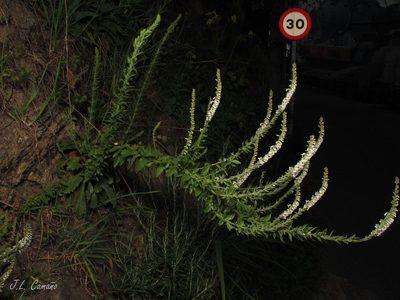 Anarrhinum duriminium, photographed by José Luis Camaño