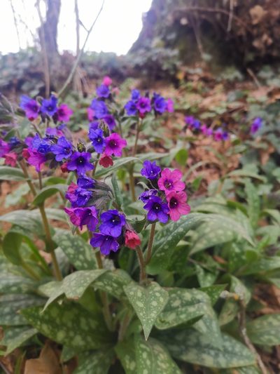 Pulmonaria longifolia, photographed by CorentinD