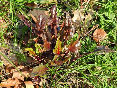Beta vulgaris, photographed by Susan Marley