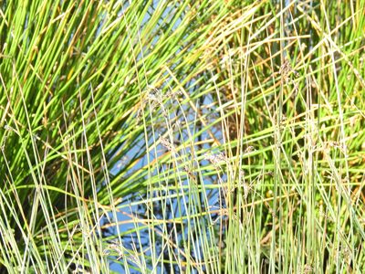Juncus inflexus, photographed by Susan Marley