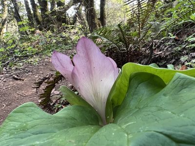 Trillium chloropetalum, photographed by Andrew Lie