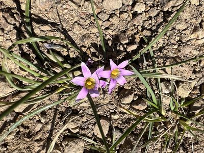 Romulea rosea, photographed by Andrew Lie