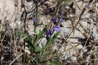 Verbena canescens, photographed by Rich Sommer