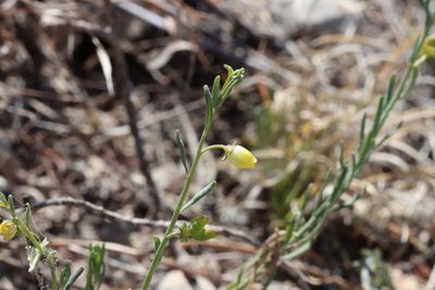 Thamnosma texana, photographed by Rich Sommer
