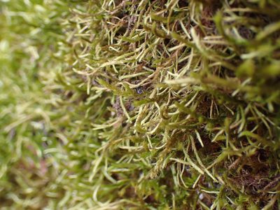 Antitrichia californica, photographed by Randal