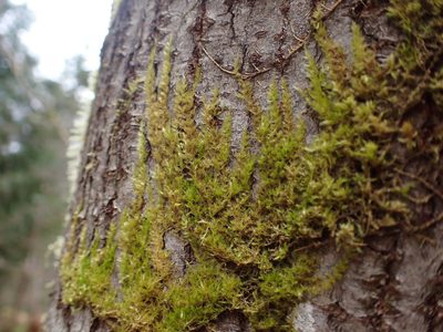 Homalothecium nuttallii, photographed by Randal