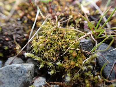 Pleuridium acuminatum, photographed by Randal