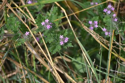 Verbena pumila, photographed by Wes Copas