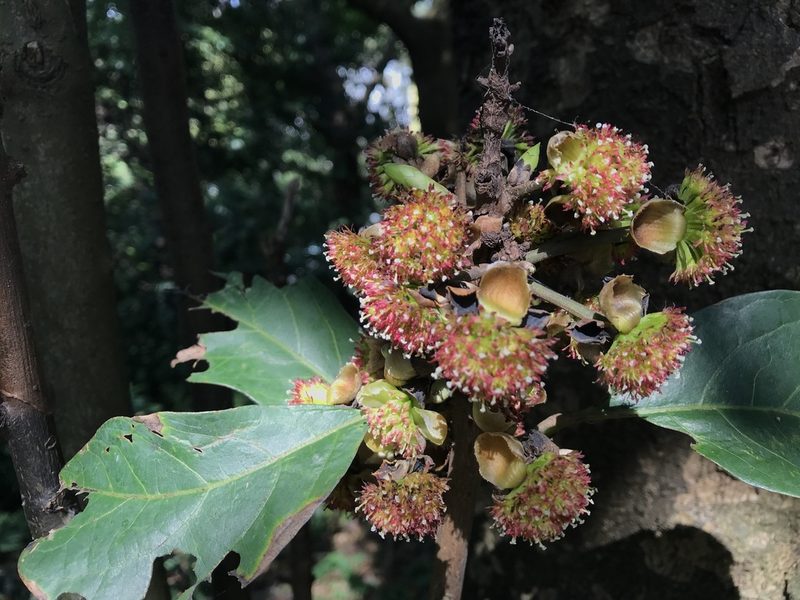 Lindera megaphylla, photographed by Moogoo Lee